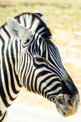 Fototapeta na wymiar close up of a zebra looking surprised in africa