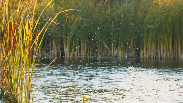 Gnus, mosquitoes or midges fly over the lake and reeds, sedge