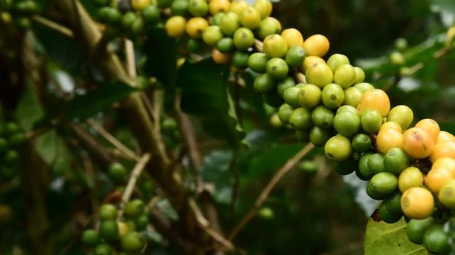 Coffee beans on tree, Hand picking coffee beans from branch of coffee plant.