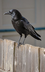 North American Crow