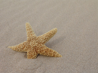 Fototapeta na wymiar Star fish in sand