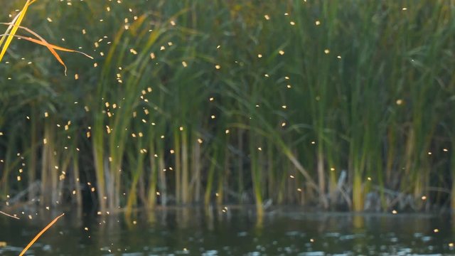 Gnus, mosquitoes or midges fly over the lake and reeds, sedge