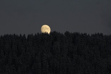 Forest Trees With Rising Moon