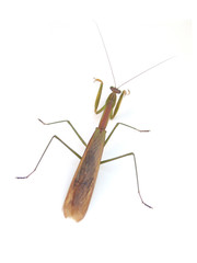 Praying mantis isolated on white background