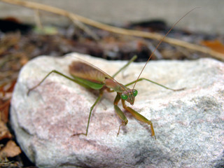 Praying Mantis on rock
