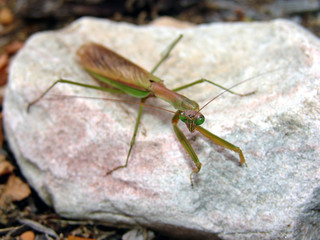 Praying Mantis on rock