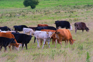 Herd of cows on a autumn pasture