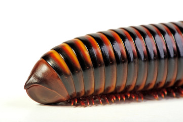 Hinterteil eines Tausendfüßers (Pelmatojulus ligulatus) - Amber Millipede