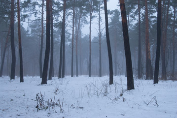 Winter forest and fog. Beautiful winter landscape with fog. Trees in the fog. Winter fog in the forest.