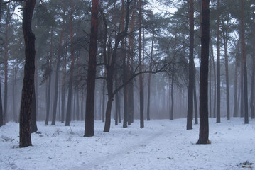 Winter forest and fog. Beautiful winter landscape with fog. Trees in the fog. Winter fog in the forest.