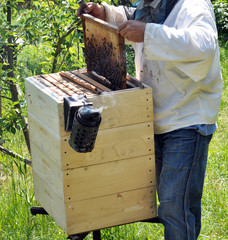 The beekeeper works on an apiary