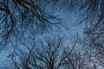 branches of trees in backlight