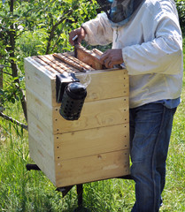 The beekeeper works on an apiary