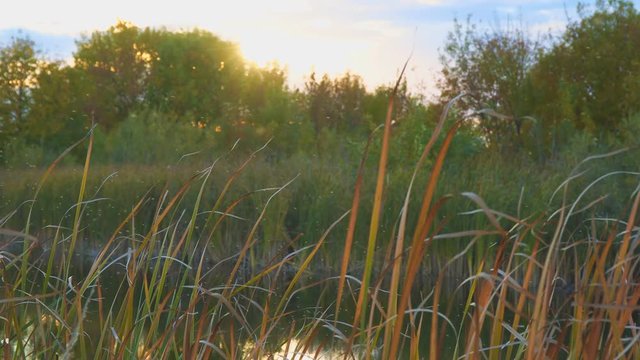 Gnus, mosquitoes or midges fly over the lake and reeds, sedge