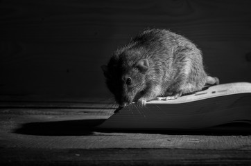 Rat and open book.