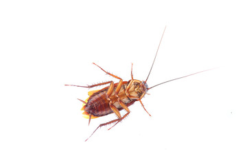 cockroach on white background