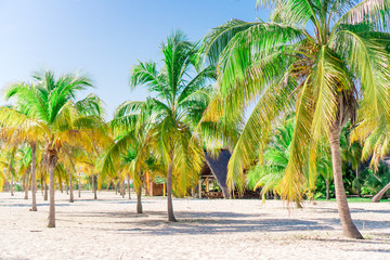 Palm trees on white sand beach. Playa Sirena. Cayo Largo. Cuba.