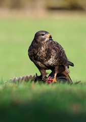 Common buzzard, Buteo buteo