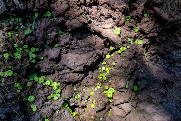 Pflanzen trotzen der Lava