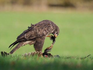 Common buzzard, Buteo buteo
