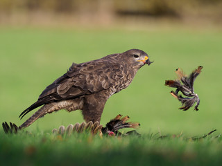 Common buzzard, Buteo buteo