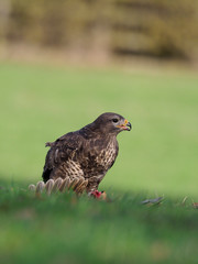 Common buzzard, Buteo buteo