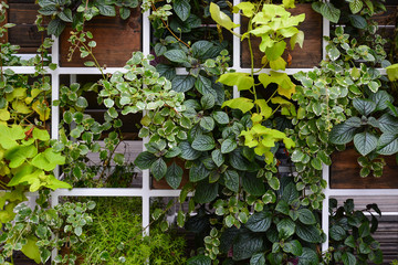 Floral wall, trellis of living decorative leafy plants. Decorative floral arrangement of...