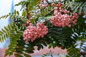 Bunch of pink rowan berries. Branch of a rowan-tree. - obrazy, fototapety, plakaty
