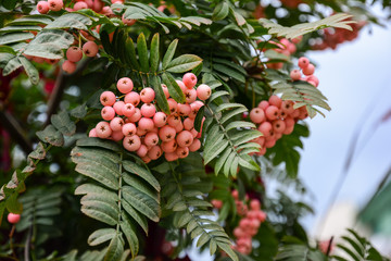 Bunch of pink rowan berries. Branch of a rowan-tree.