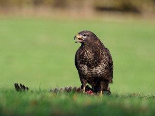 Common buzzard, Buteo buteo