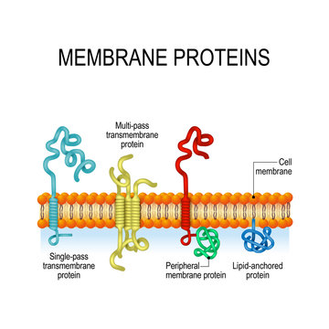 Membrane proteins