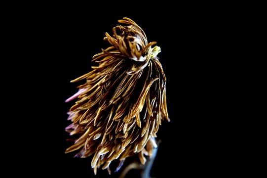 Chrysantemum on black background