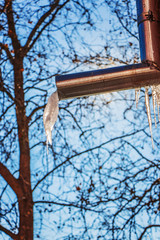 Obraz premium icicles melt from the roof of buildings