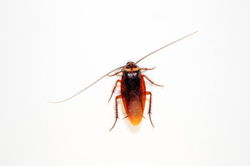 braune Küchenschabe (Periplaneta brunnea) brown cockroach 