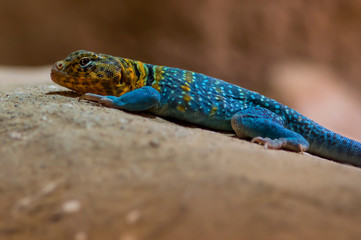 lizard