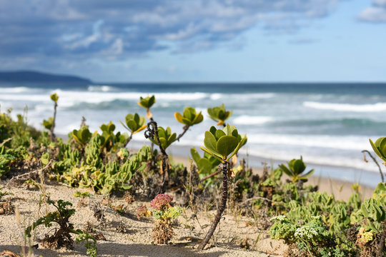 Towering Beachberry (scaevola plumieri) Stems On Beach Dune With A Stormy Ocean Shore Horizon In The Distance
