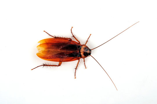 braune K&uuml;chenschabe (Periplaneta brunnea) brown cockroach 