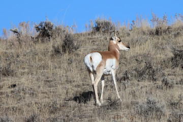 Naklejka na ściany i meble antelope standing on a hill