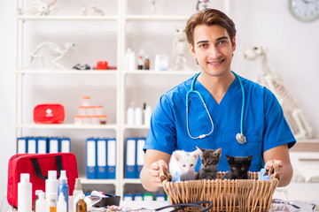 Vet doctor examining kittens in animal hospital