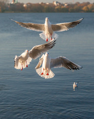 Seagull 