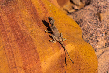 Amazing reptile of Colored Canyon in Egypt