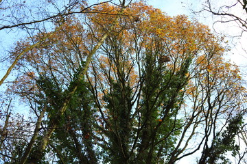 Rural Lake Trees in the Autumn