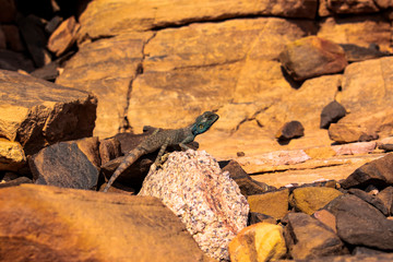 Amazing reptile of Colored Canyon in Egypt
