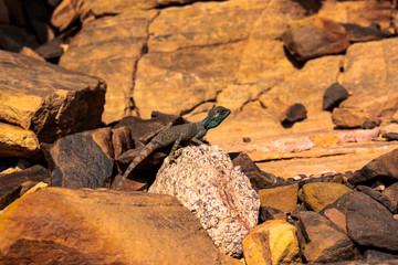 Amazing reptile of Colored Canyon in Egypt