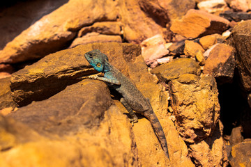 Amazing reptile of Colored Canyon in Egypt