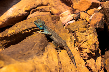 Amazing reptile of Colored Canyon in Egypt