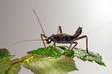 Samtschrecke (Peruphasma schultei) - Black Beauty 