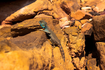Amazing reptile of Colored Canyon in Egypt