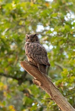 Great horned owl on a perch Canada