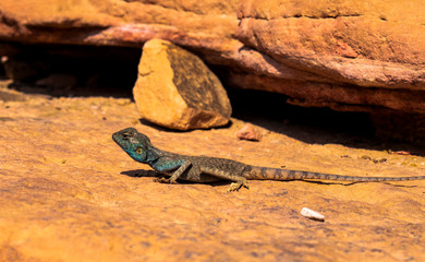 Amazing reptile of Colored Canyon in Egypt